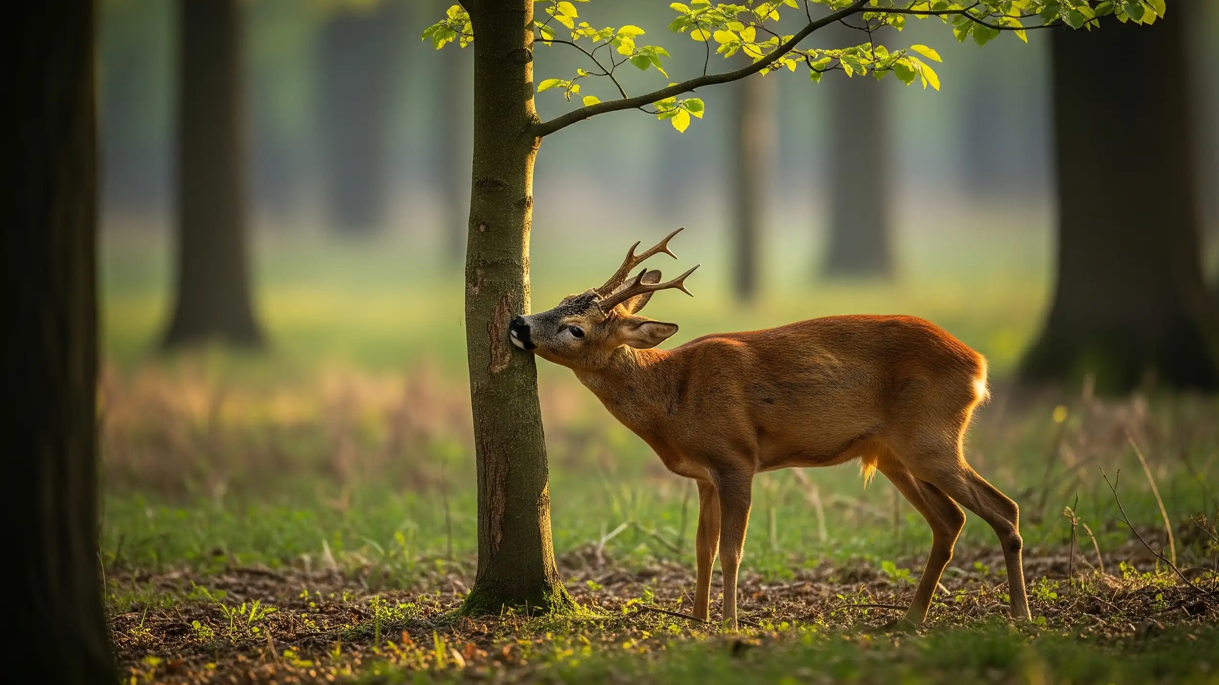 Funciones de la cuerna de un corzo: Marcaje del territorio